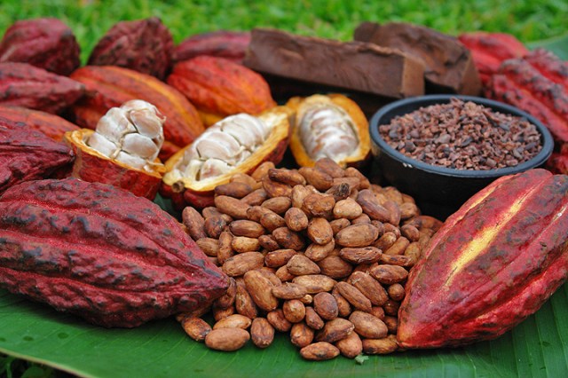  mua bơ cacao