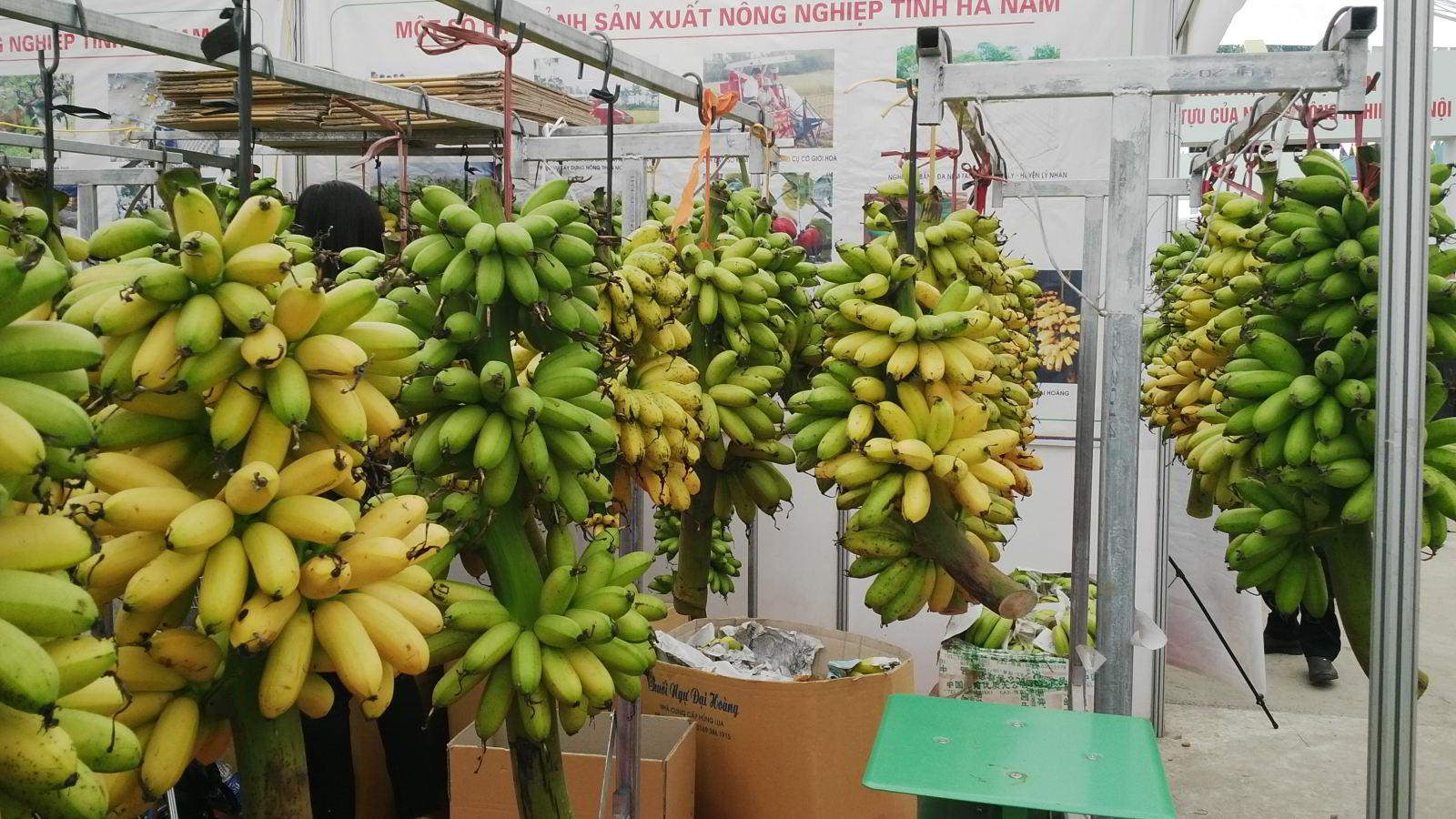 vietnam royal banana