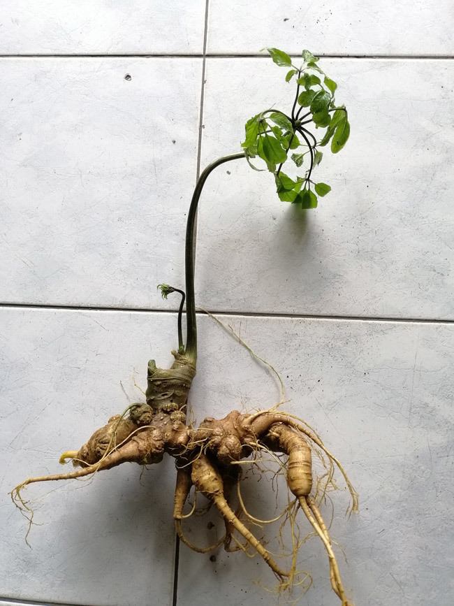 Cách sử dụng Sâm Ngọc Linh