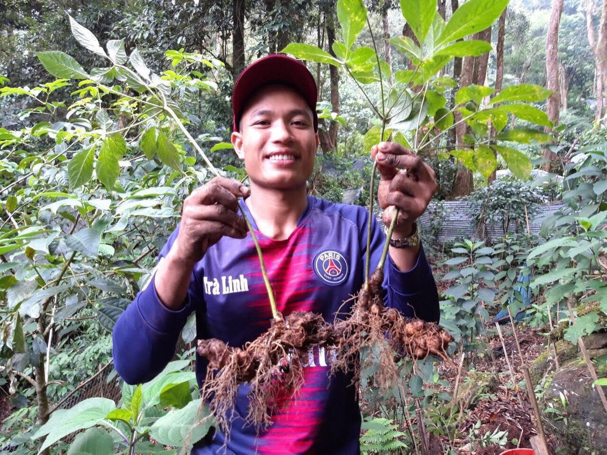 Địa chỉ mua sâm Ngọc Linh chính hãng