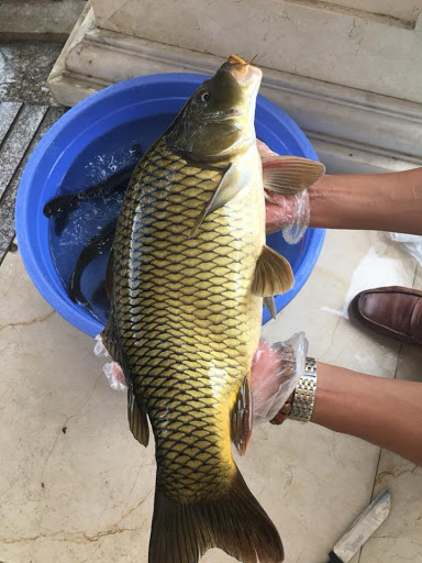 Đầu tằm nuôi cá chép giòn được xử lý như thế nào