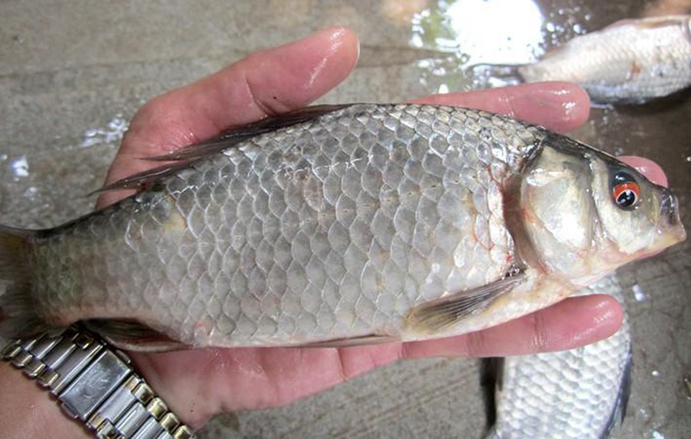 Cá diếc sạch 65k/kg