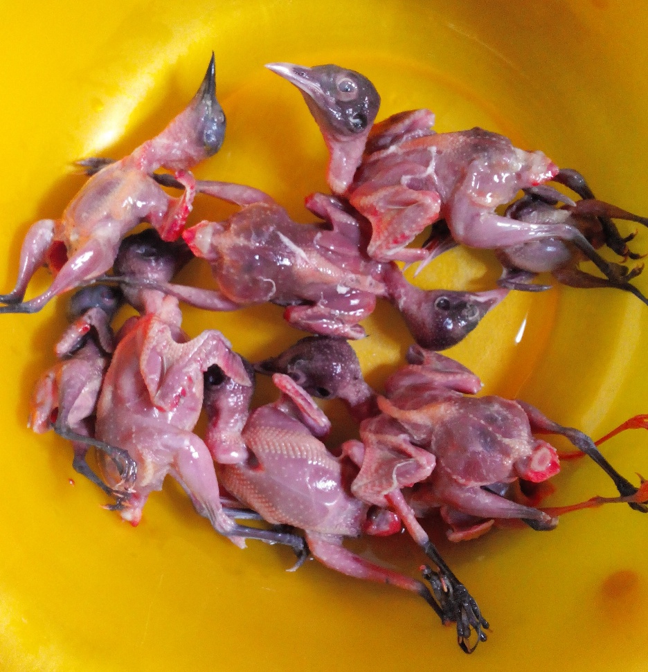 Thịt chim sẻ trong Đông Y