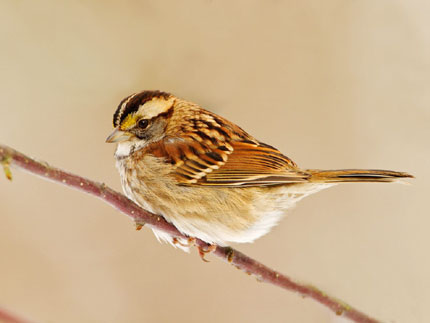 Thịt chim sẻ trong Đông Y