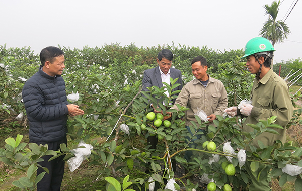 giá trị dịnh dưỡng của Ổi Thanh Hà giá trị dịnh dưỡng của Ổi Thanh Hà