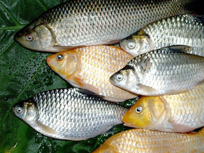 Niêu cá diếc kho ngon