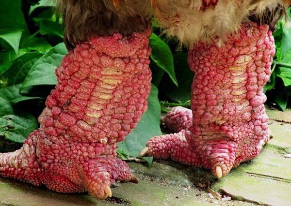 Nguyên liệu bạn cần chuẩn bị cho món ăn: Nguyên liệu bạn cần chuẩn bị cho món ăn: