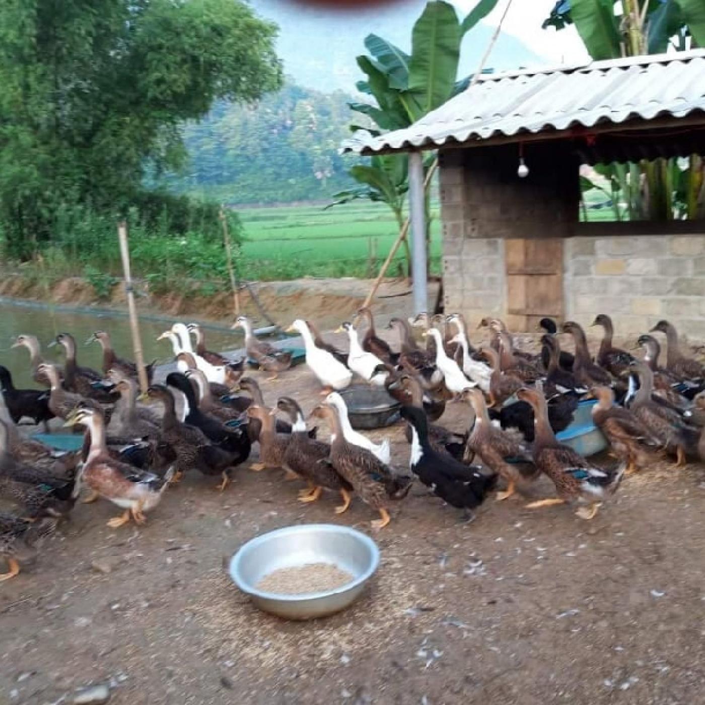 Cửa hàng bán vịt bầu quê thả rông giá tốt
