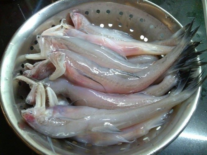 Giới thiệu về cá khoai tươi sạch đặc sản