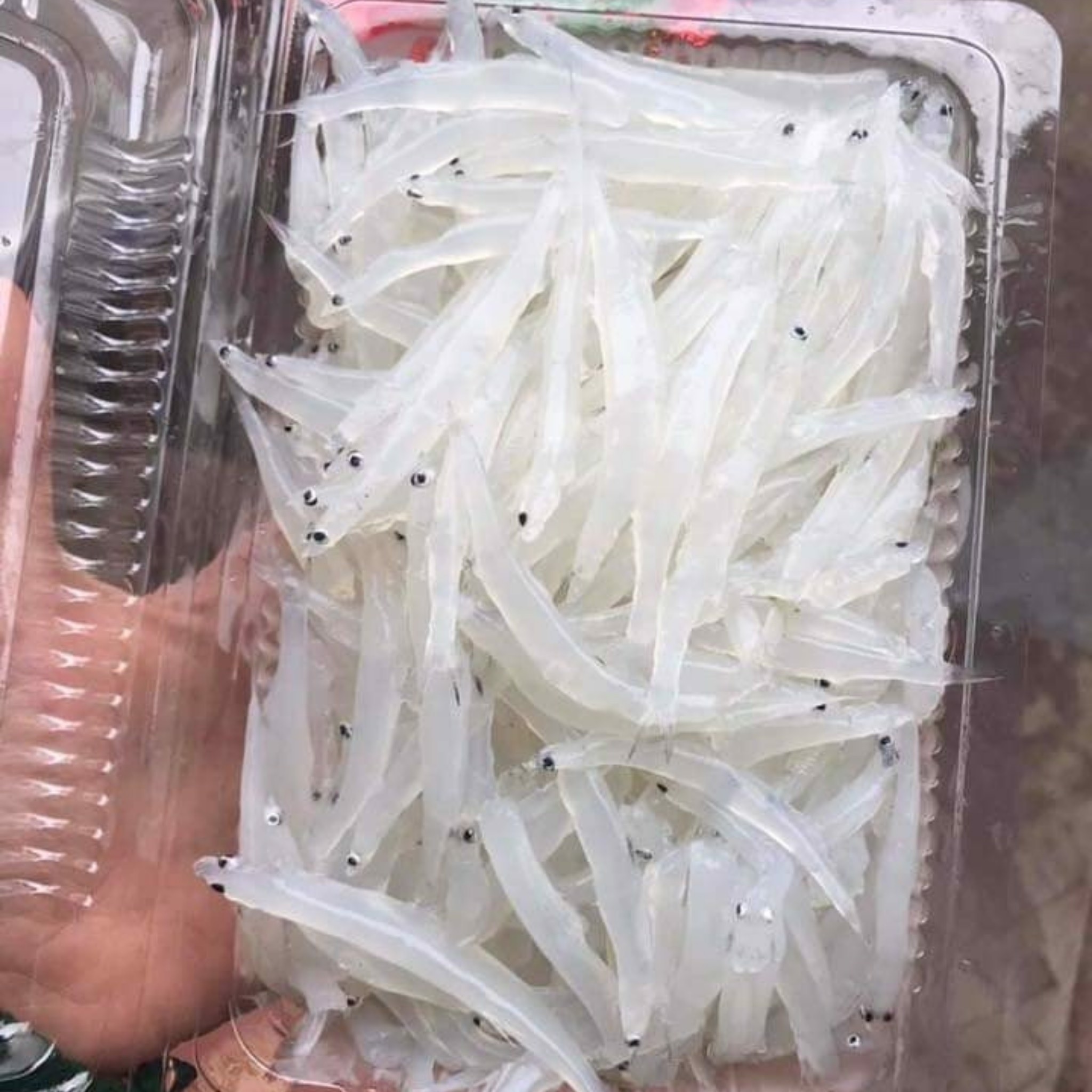 Cá ngần sông Đà 2 Cá ngần sông Đà 2