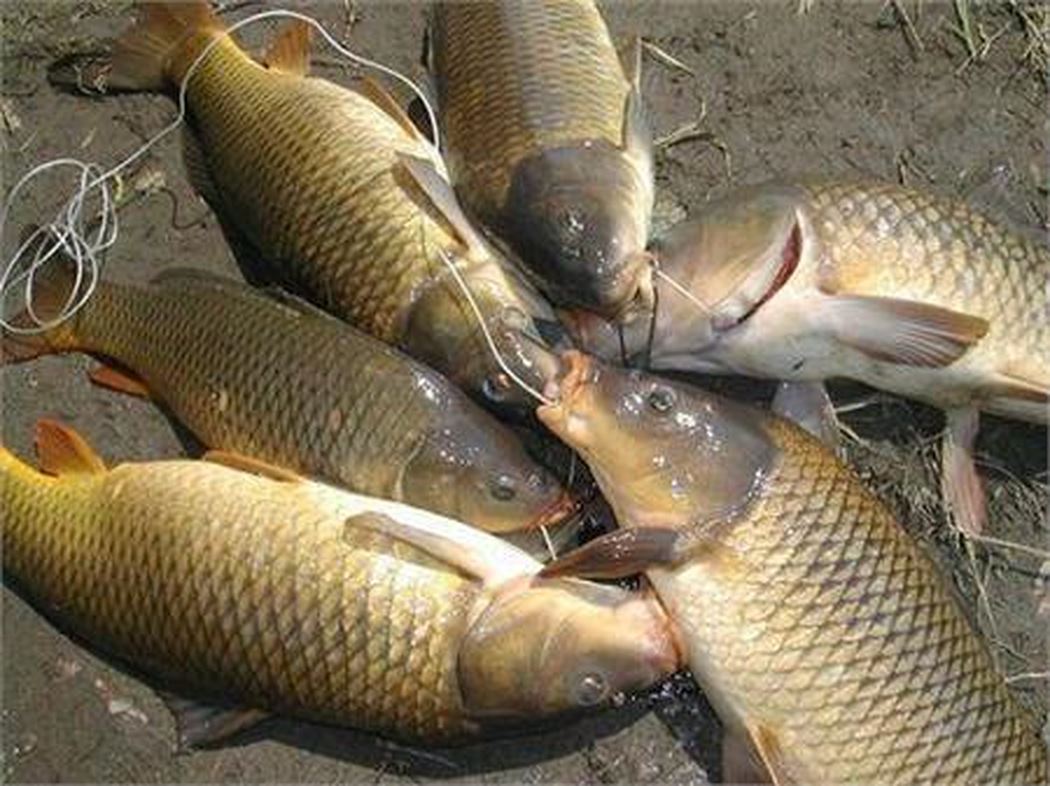 tác dụng của cá chép với bà bầu tác dụng của cá chép với bà bầu