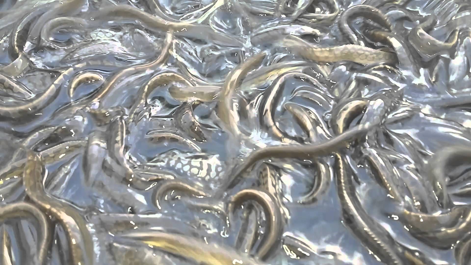giới thiệu về cá chạch