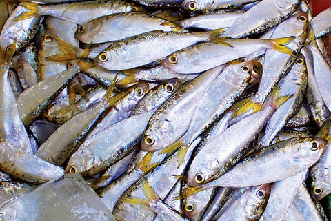 8 loại cá bổ dưỡng giàu omega-3 bậc nhất - ảnh 1