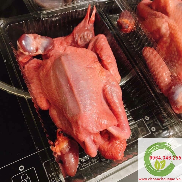 chim bồ câu ta
