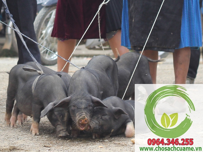 lợn đen dân tộc nuôi