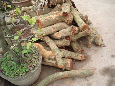 http cakholangvudai.net images image ca kho lang vu dai 2