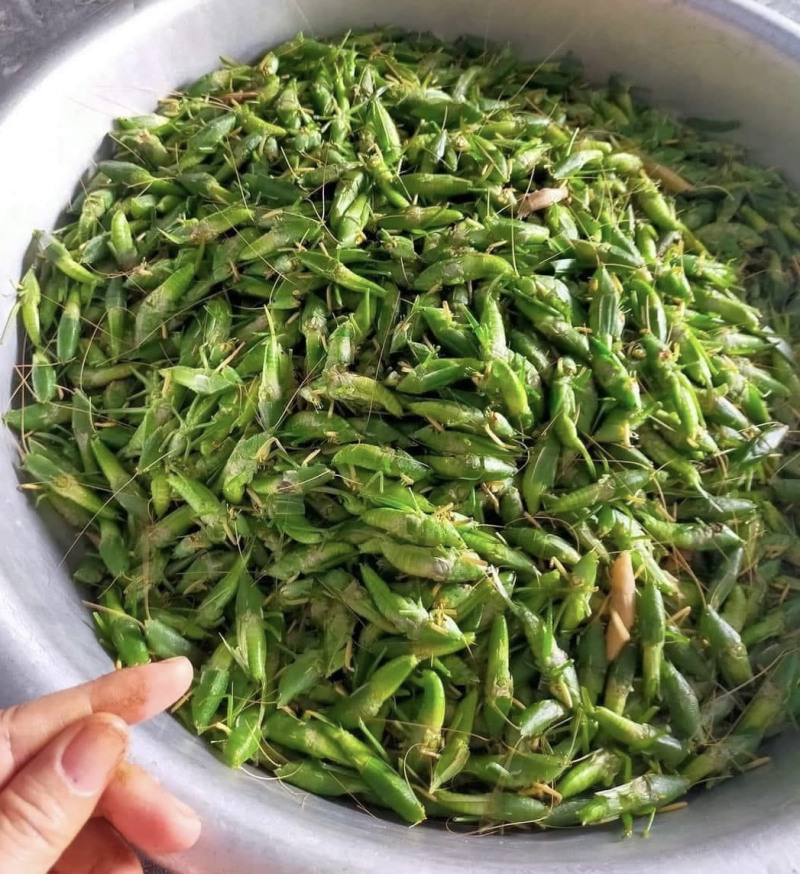 Cửa hàng bán muỗm lúa tươi sạch