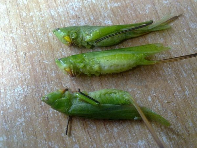 Muỗm lúa là gì?