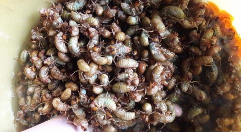 Đặc sản Nhộng ve non - 400k/kg