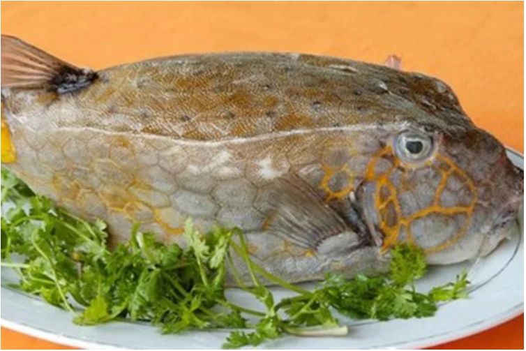 Những món ngon từ cá bò hòm