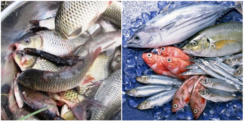 Ăn cá đồng hay cá biển tốt hơn?