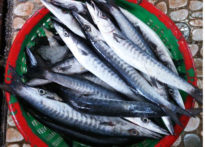 Cá nhồng là gì? Cá nhồng là gì?