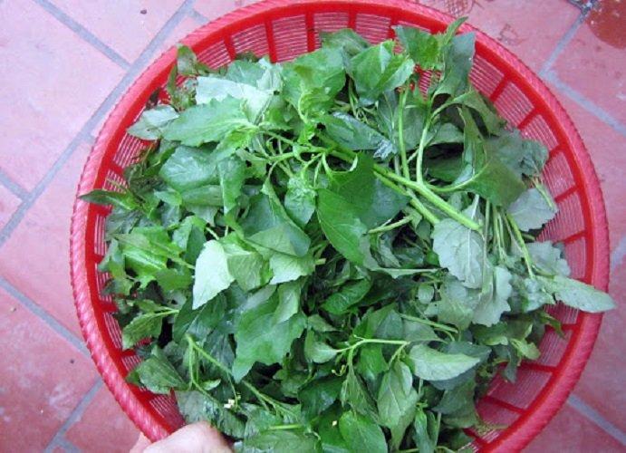 Mua rau tầm bóp ở đâu?