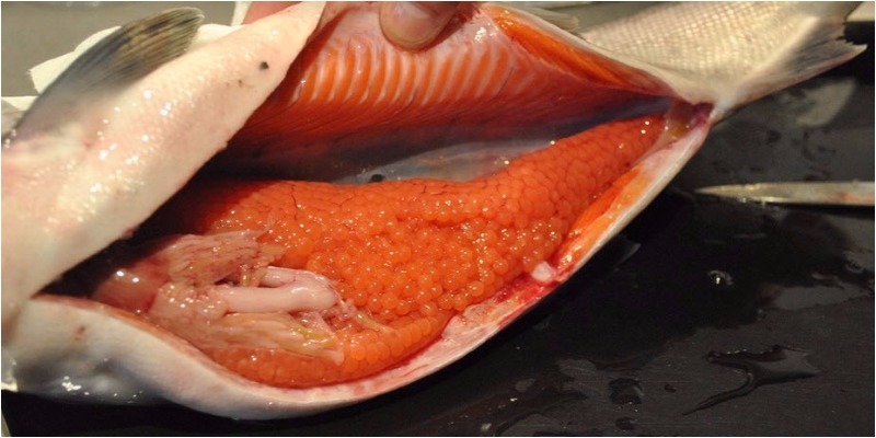 Trứng cá nhiều dinh dưỡng hơn thịt cá